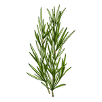 시트로넬라 오일